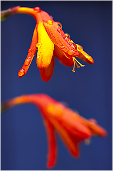 &copy;Chris Clowe